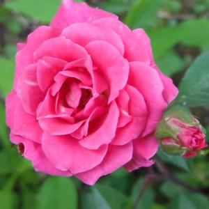 Meet your Posher, Donna